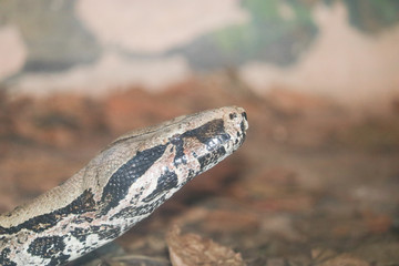 snake