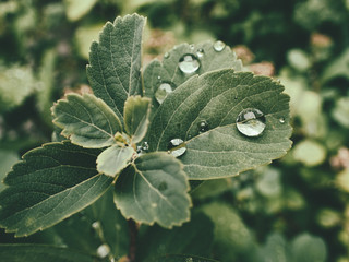  summer plant with raindrops on green leaves