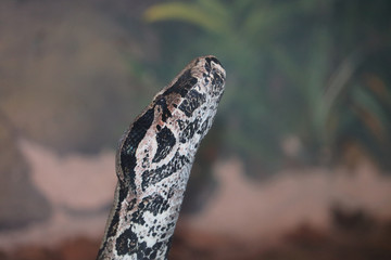 snake on a rock