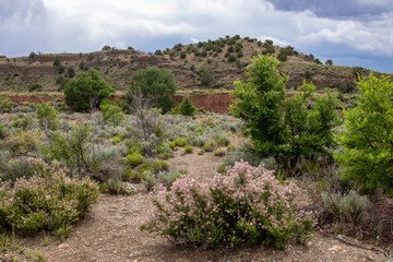 Blooming Desert