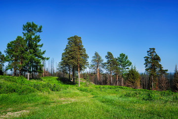 Fototapeta na wymiar Summer meadow landscape with green grass and wild flowers on the background of a coniferous forest.