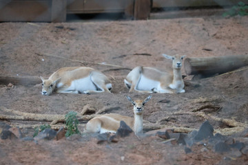 antelope in africa