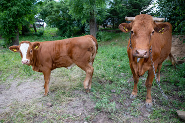 Brown cows near farm buildings. Farm animals in the pasture.