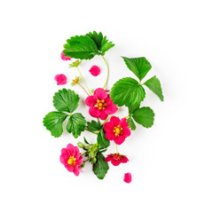 Strawberry flowers and leaves composition