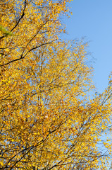 Bright yellow autumn leaves under sunlight. Fall seasonal background