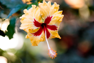 flower in garden