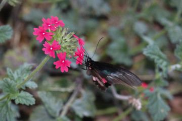 butterfly on flower