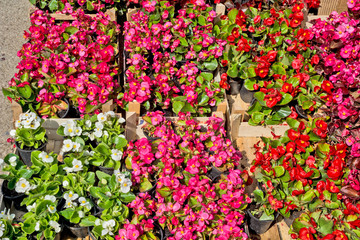 Begonias market