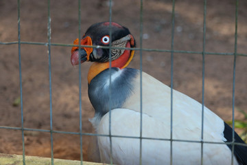 bird in a cage