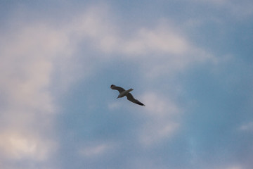 Fototapeta na wymiar Flew the lone Seagull