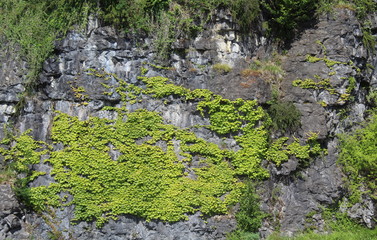 vegetazione sulle rocce in montagna in estate