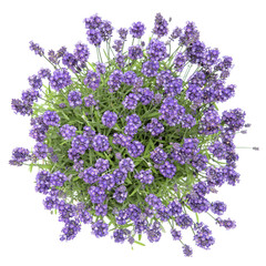Fresh lavender flowers bouquet white background Top view