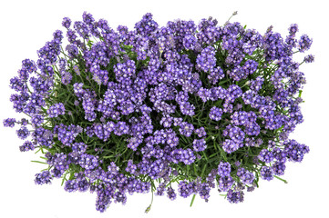 Lavender flowers bouquet white background Top view