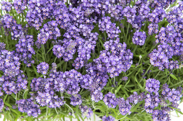Lavender flowers bouquet Floral background