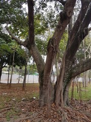 praça pública com árvores e gramado