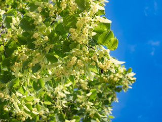 Blossoming linden trees on blue sky background.