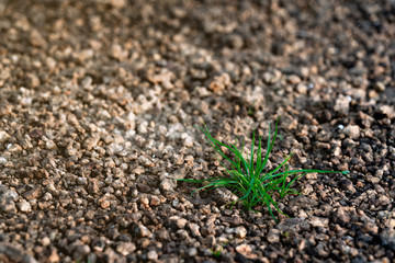 young grass growing up on scree field with sunshine in early spring