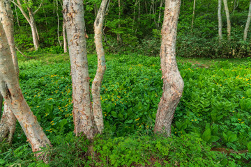 Towada Hachimantai National Park, Hachimantai