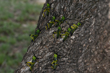 Green Milkweed Locust Swarm (Phymateus leprosus) Scaling A Tree, Limpopo, South Africa