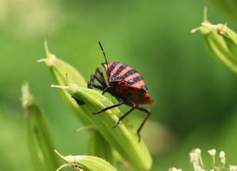 beetle on green leaf
