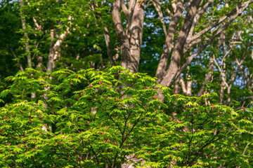 Towada Hachimantai National Park, Hachimantai