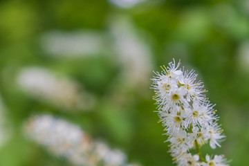 Towada Hachimantai National Park, Hachimantai
