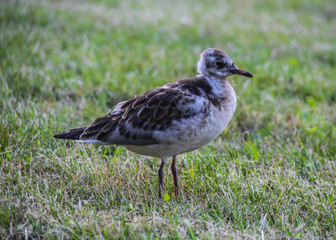 Knutt Vogel Knuttstrandläufer