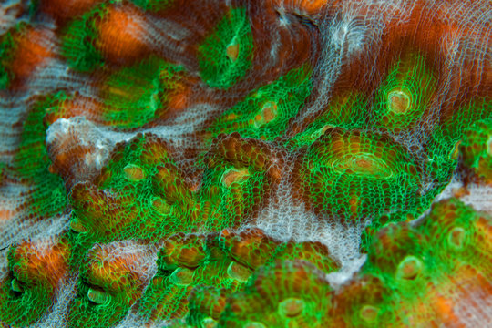 Mycedium Neon Green. Coral.. Macro.