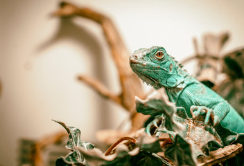 Lagarto