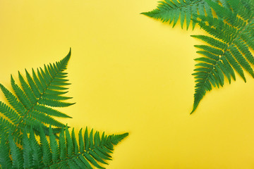 Border of fern leaves on yellow. Top view with copy space. midsummer background © vetre