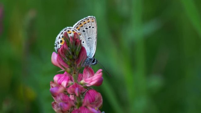 Butterfly on wildflower in natural environment - (4K)
