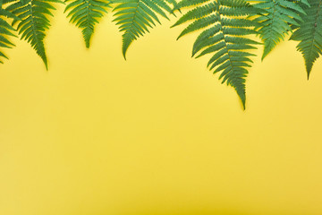 Fototapeta na wymiar Border of fern leaves on yellow. Top view with copy space. midsummer background