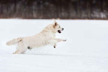 Funny golden retriever dog running fast in the field in winter