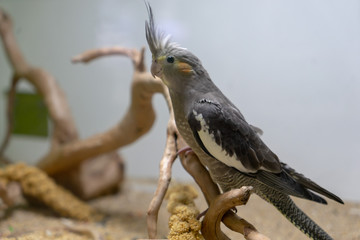 Pájaro