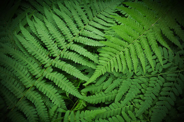 Beautyful ferns leaves green foliage natural floral fern background