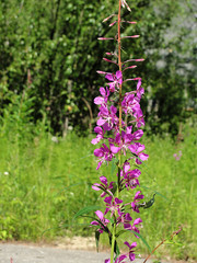 Purple Fireweed 