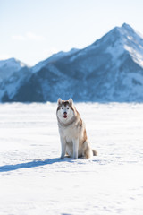 Beautiful Siberian husky dog sitting on ice floe on the frozen Okhotsk sea and snow capped peak's background