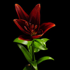 Flower of dark red lily, isolated on black background