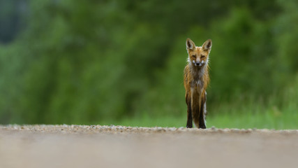 A Red Fox in Northern LAberta 