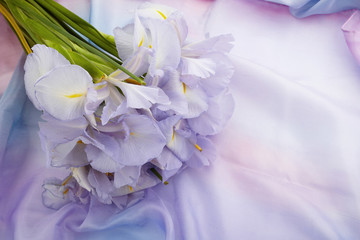 Spring nature background with beautiful iris flowers