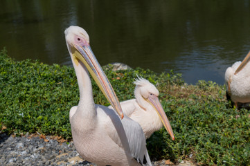 Few pelicans at the edge of a lake