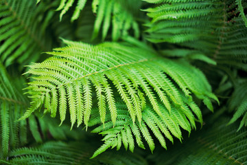 Photo of  fert green leaf. Selective focus. Nature floral eco concept.