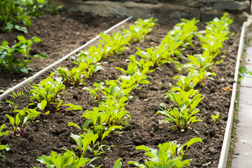 Image of young green leaves in garden bed. Picture with gardening, healthy food concept. Selective focus. Space for text.