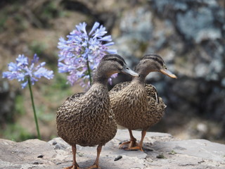 Duo of ducks