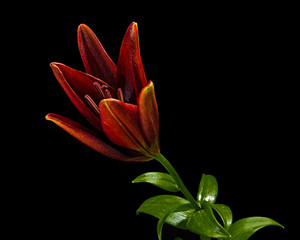 Flower of dark red lily, isolated on black background