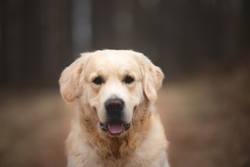 Beautiful and happy dog breed golden retriever sitting outdoors in the forest at sunset in spring