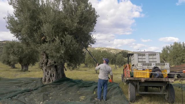 Farmers picking olives in South of Italy. Harvesting olives,olive oil production