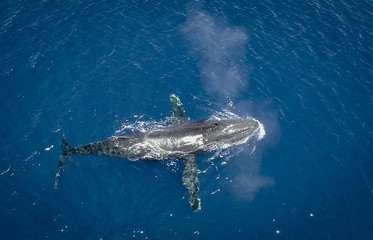 Naklejka premium Humpback whale from a drone