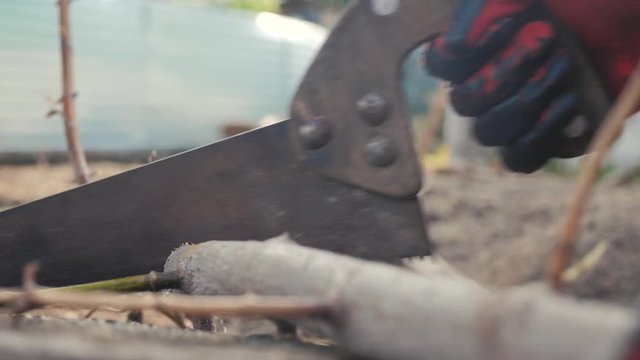 man worker sawing sawing a tree branch with his hands. hand work lifestyle hacksaw man sawing wood close-up slow-motion video