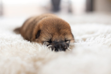 Close-up portrait of newborn red Shiba Inu puppy lying on the blanket.